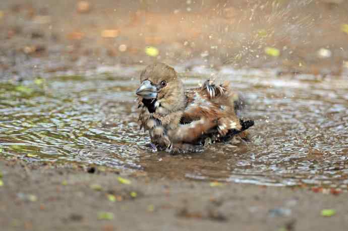 洗浴中的锡嘴雀（3）
