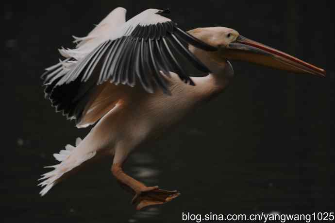 再拍鹈鹕 wbr11 再拍鹈鹕 wbr11