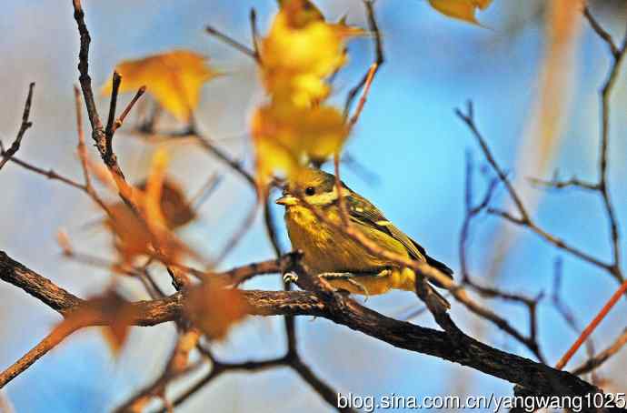 黄腹山雀(6) 黄腹山雀(6)