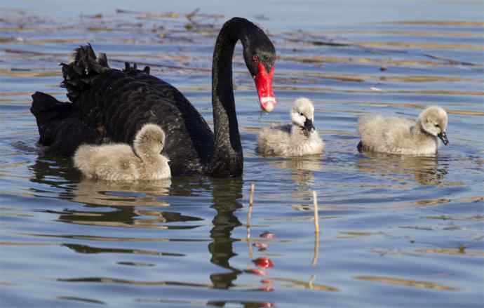 圆明园黑天鹅和她新出生的小宝宝