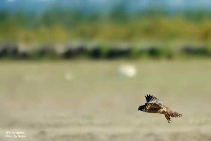 游隼在飞（摄于康西草原）