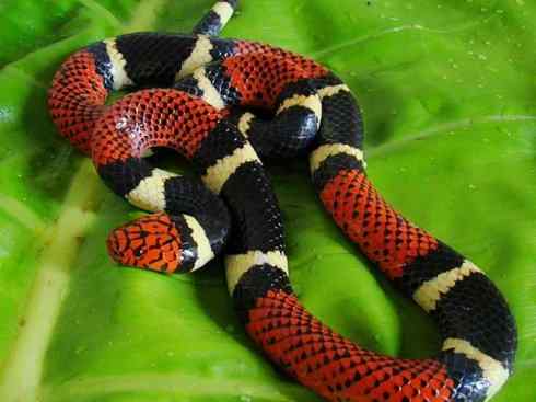 龙：传说的兽原型探秘（环蛇类）