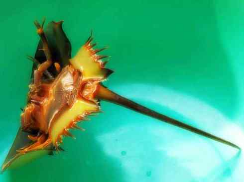 自然奇观：动物大迁徙(鲎)