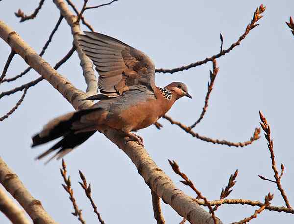 家乡的鸟（4），珠颈斑鸠（组图）