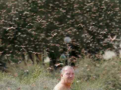 自然奇观：动物大迁徙(东亚飞蝗）