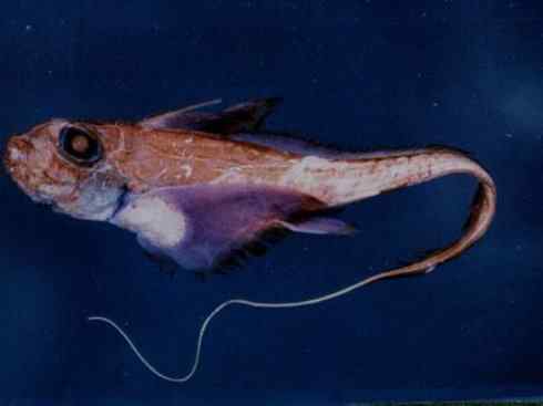 鱼类活化石：银鲛