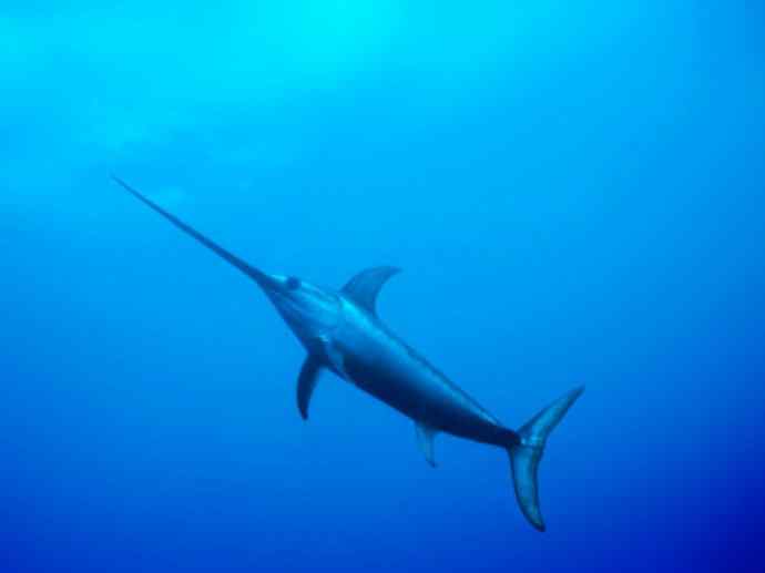 鱼类活化石：帆蜥鱼