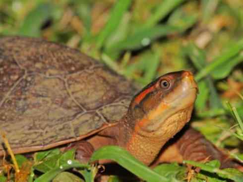 玄武：传说的兽原型探秘（澳洲长颈龟）