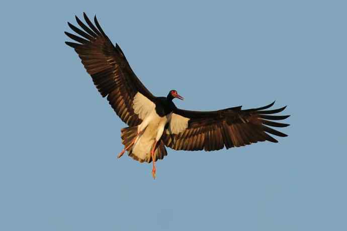 黑鹳空降--贺“飞鲨”航母起降成功