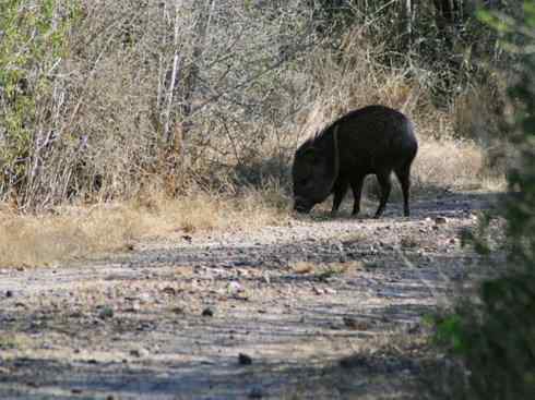 动物世界：山寨还是原创之四