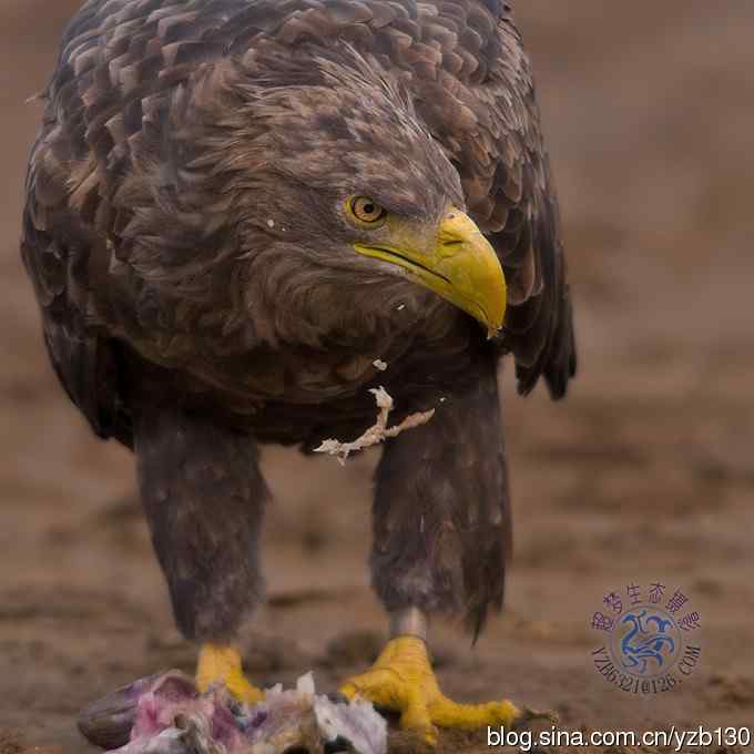 难忘断背山（组图，一个视频，20张图片）