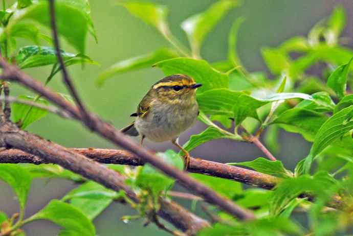 黄腰柳莺（7）