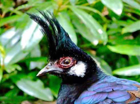 凤凰：传说中的鸟原型探秘（孔雀雉）