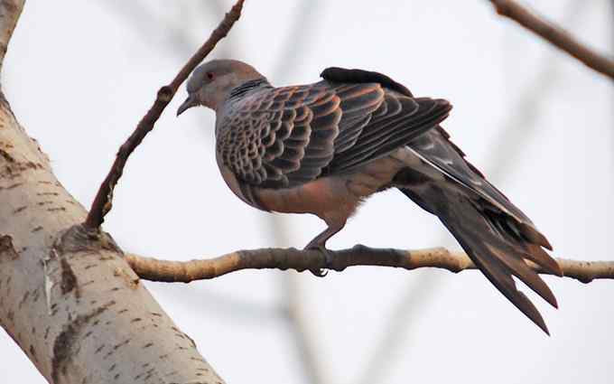 北京植物园赏鸟（二十），山斑鸠（组图）