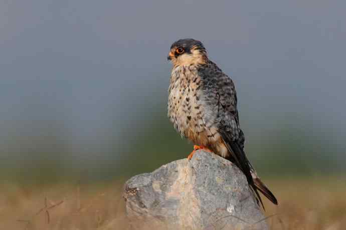 阿穆尔隼：野鸭湖黎明观猛*