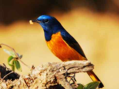 美丽无罪：雀鸟之红尾鸲