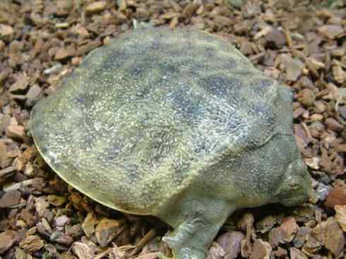 玄武：传说的兽原型探秘（鳖）