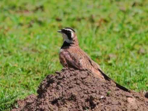 家禽驯化之源之二十八