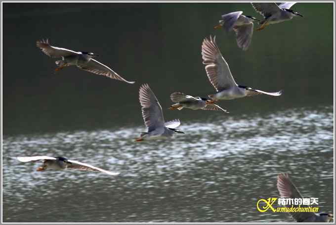 拍鸟需要一种心境【照片】