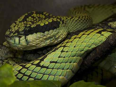 龙:传说的兽原型探秘(蝮蛇类) 龙:传说的兽原型探秘(蝮蛇类)