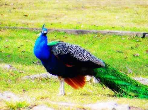 家禽驯化之源之七