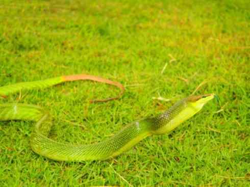 龙:传说的兽原型探秘(树蛇类) 龙:传说的兽原型探秘(树蛇类)