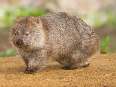 盘点十二大著名食蚁动物:袋食蚁兽 盘点十二大著名食蚁动物:袋食蚁兽