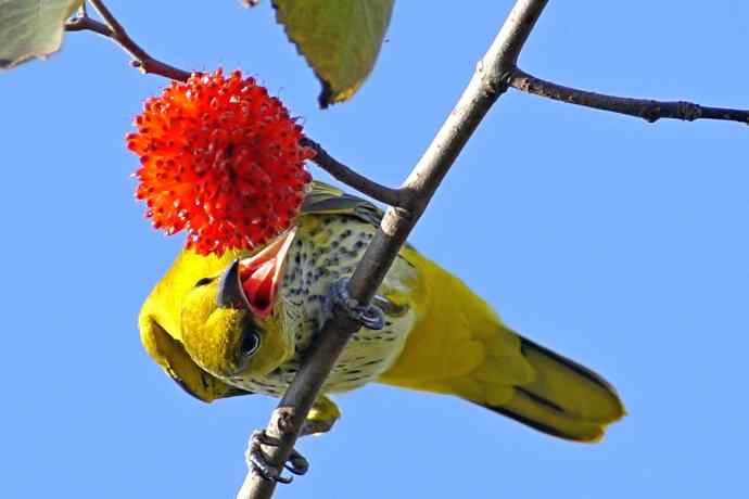 四川西昌鸟类摄影——黑枕黄鹂