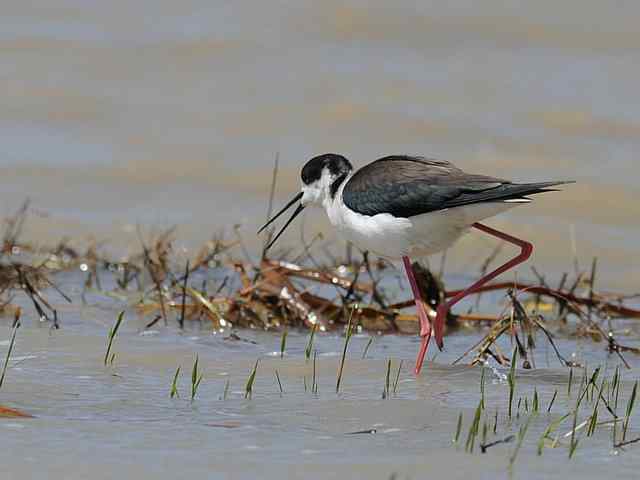 野鸭湖拍摄纪实(牛背鹭黄鹡鸰长脚鹬)