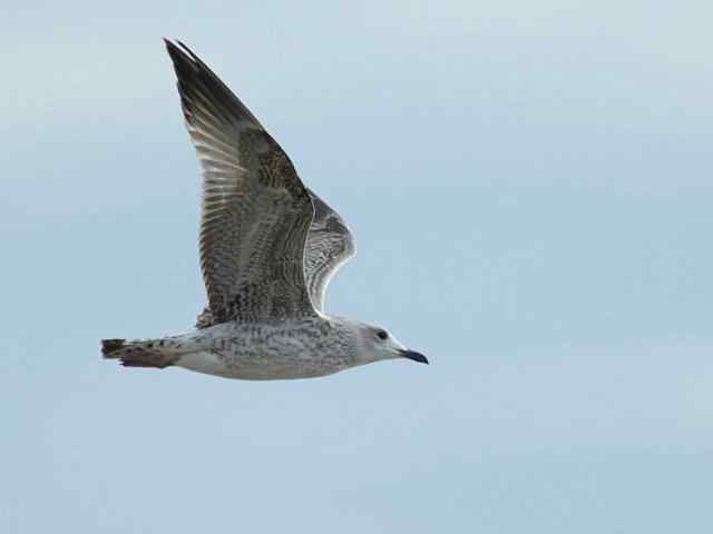 北戴河湿地演绎鸥鹭风情