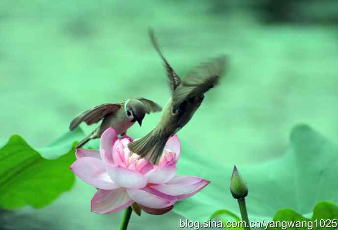 雀与荷 wbr3（领地之争纪实）