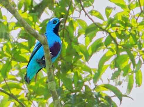 极品红色鸟类：深红紫伞鸟