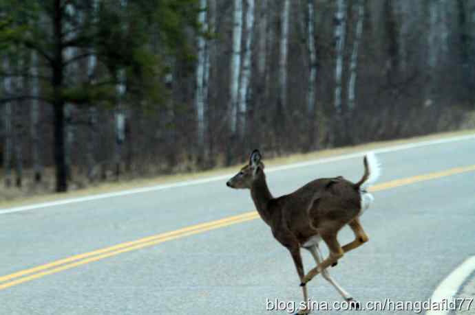 野鹿过马路