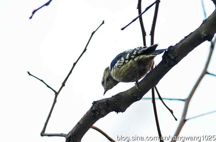 白背啄木鸟（记录版）