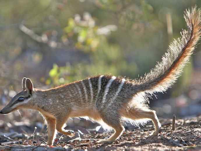 盘点十二大著名食蚁动物:袋食蚁兽 盘点十二大著名食蚁动物:袋食蚁兽