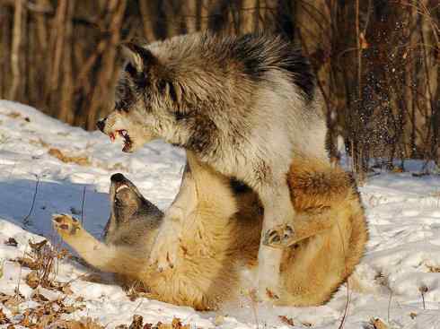 犬科：犬亚科犬属之灰狼