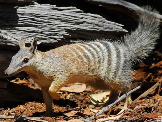 盘点十二大著名食蚁动物:袋食蚁兽 盘点十二大著名食蚁动物:袋食蚁兽