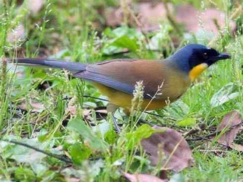 美丽无罪：雀鸟之噪鹛