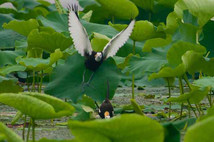 水雉 wbr荷塘里的温柔乡 水雉 wbr荷塘里的温柔乡