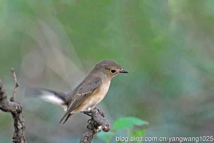 秋天的红喉姬鹟(1) 秋天的红喉姬鹟(1)