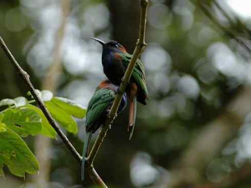 绝色攀禽:佛法僧目之蜂虎 绝色攀禽:佛法僧目之蜂虎