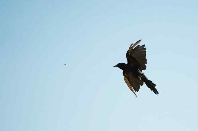 黑卷尾空中抓虫和戏马尾