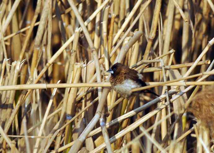 白腰文鸟（记录版）