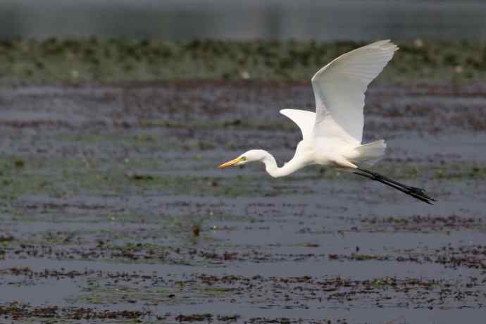 摄鸟拾趣 wbr wbr白鹭（二）