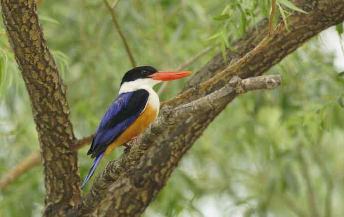 心仪已久的蓝妃