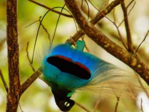 美丽无罪：雀鸟之极乐鸟