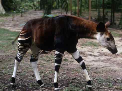 独角兽：传说的兽原型探秘（霍加狓）