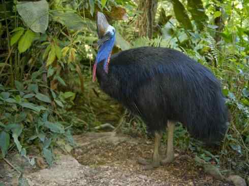 奇特的盔：鹤鸵