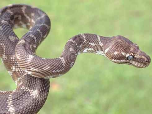 龙:传说的兽原型探秘(树蟒类) 龙:传说的兽原型探秘(树蟒类)