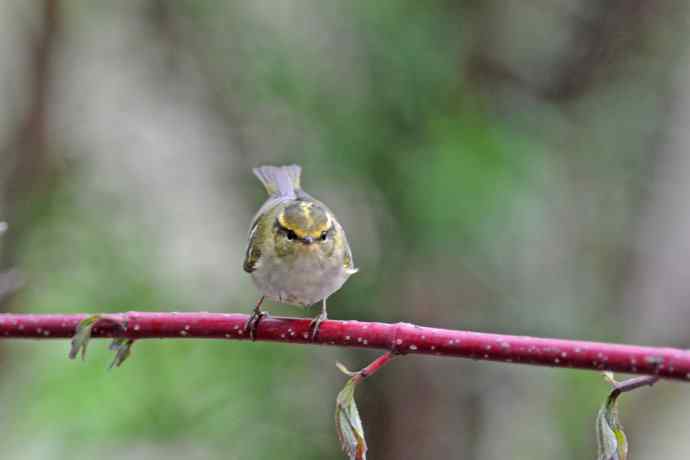 北京天坛公园的鸟类——黄腰柳莺（25）